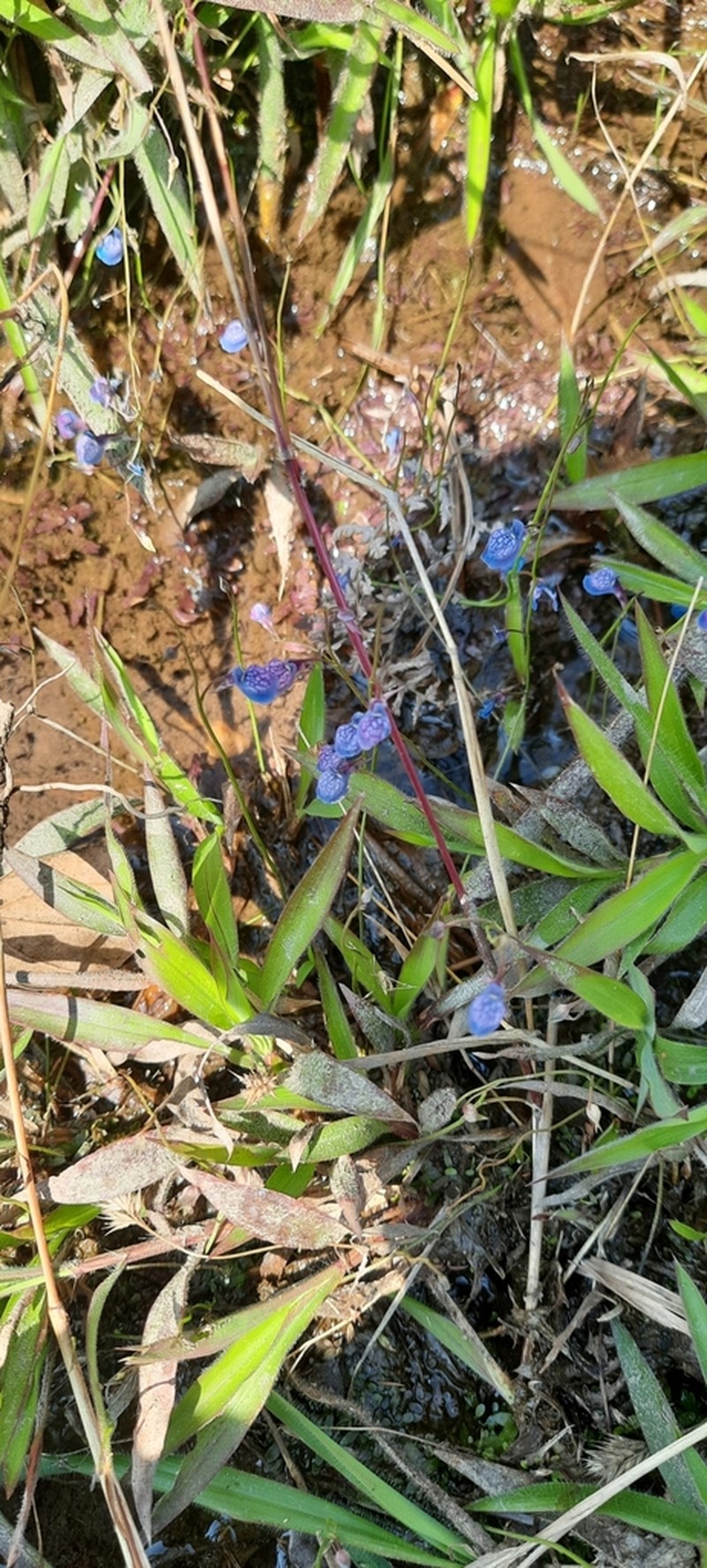 Utricularia graminifolia photo 7
