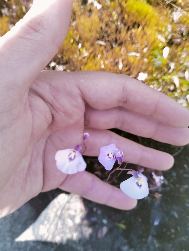 Utricularia grampiana