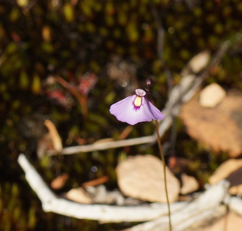 Utricularia grampiana photo 2