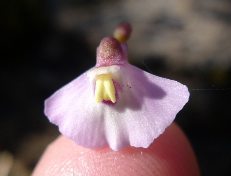 Utricularia grampiana photo 3