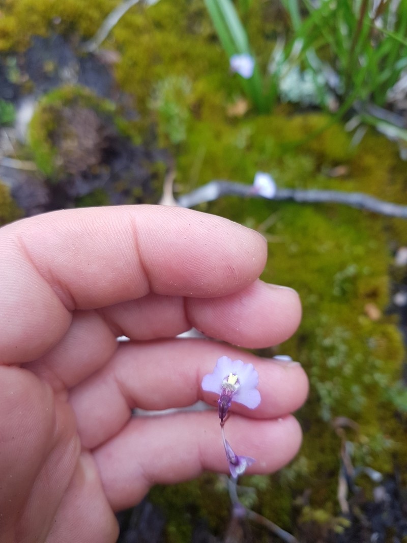 Utricularia grampiana photo 4