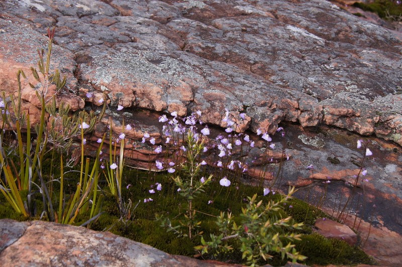 Utricularia grampiana photo 5