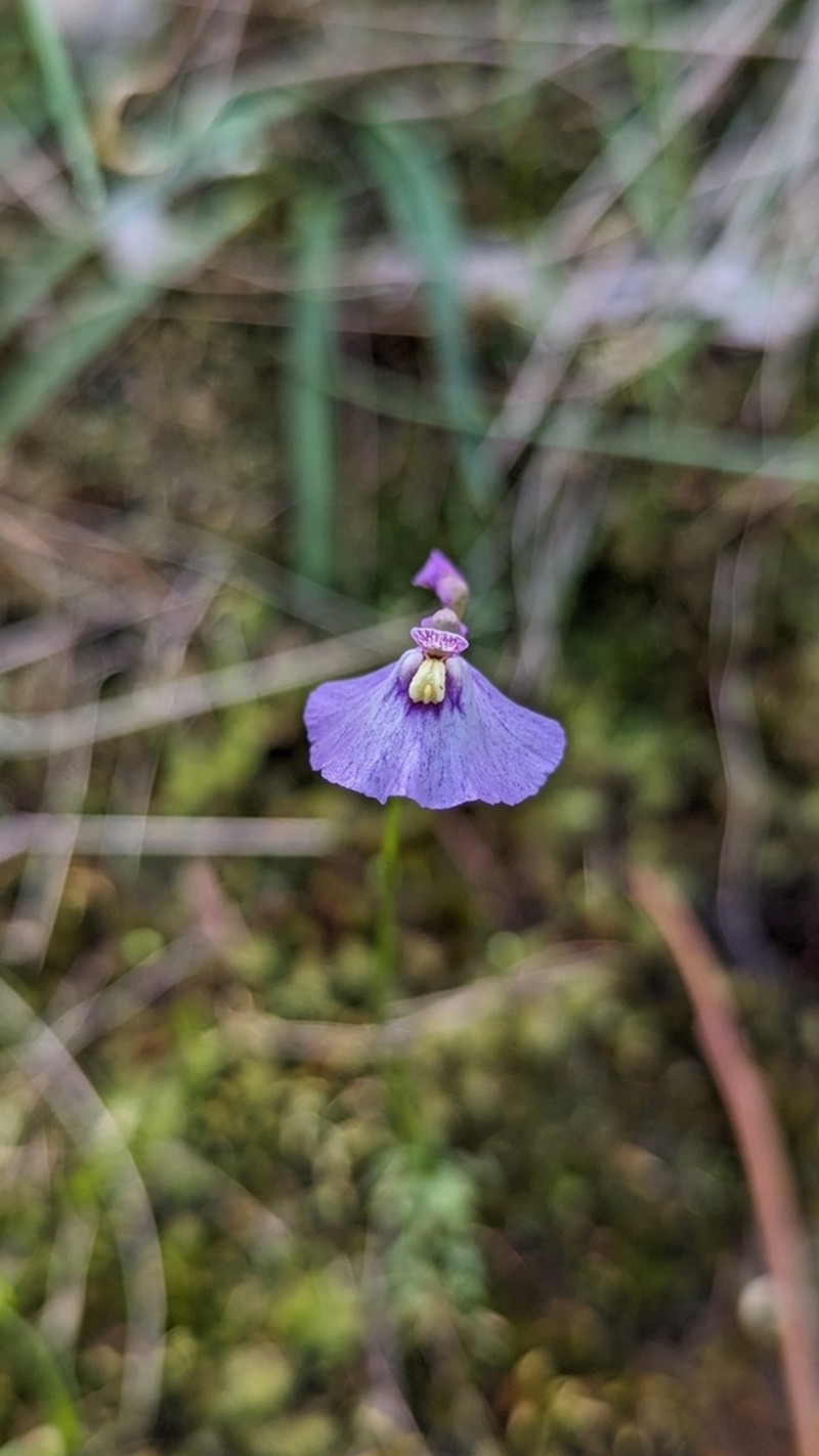 Utricularia grampiana photo 6