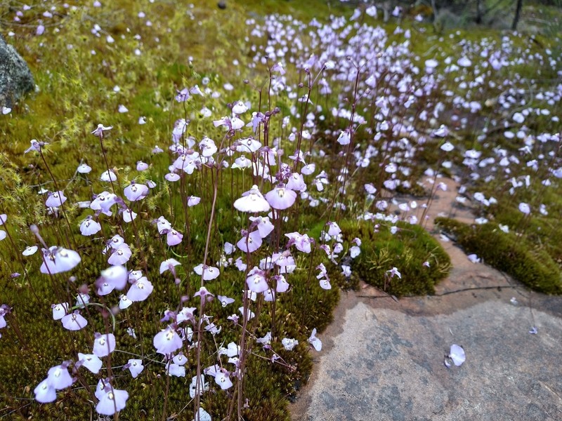 Utricularia grampiana photo 7