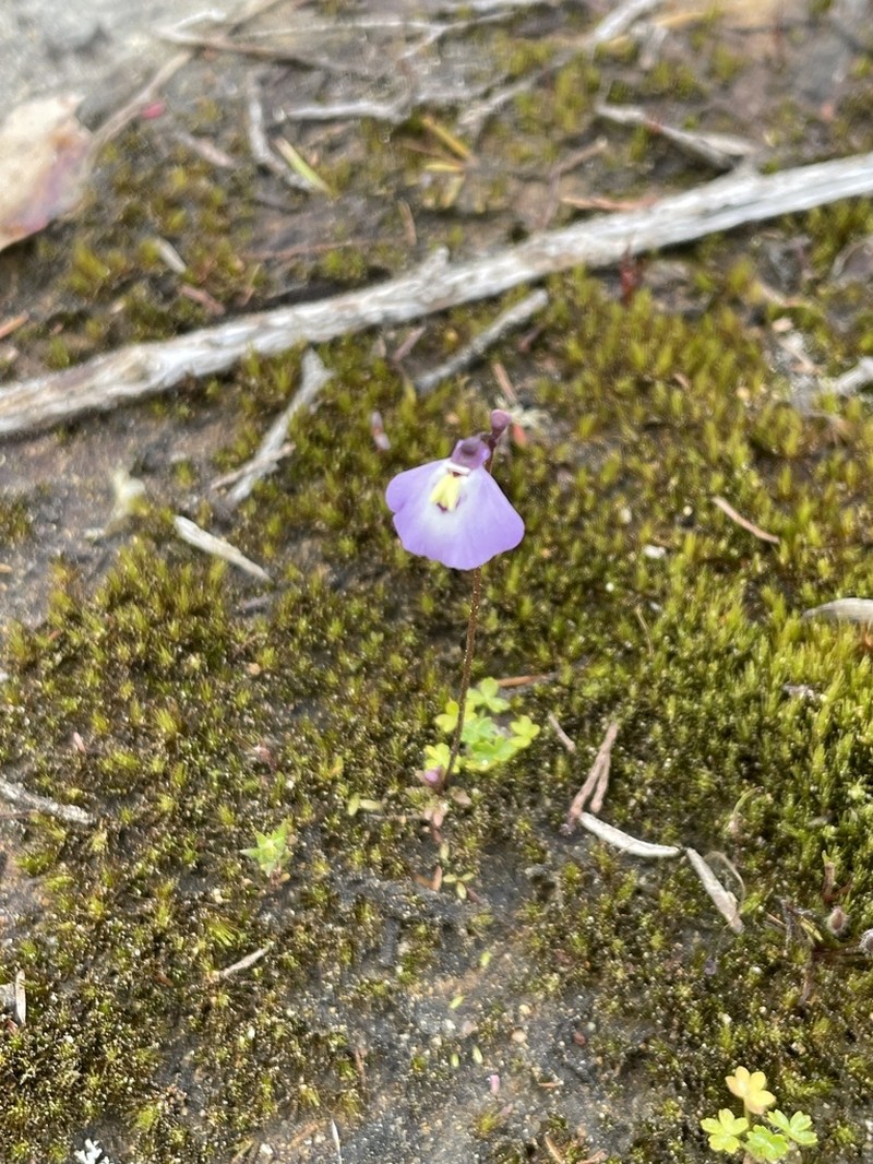 Utricularia grampiana photo 8