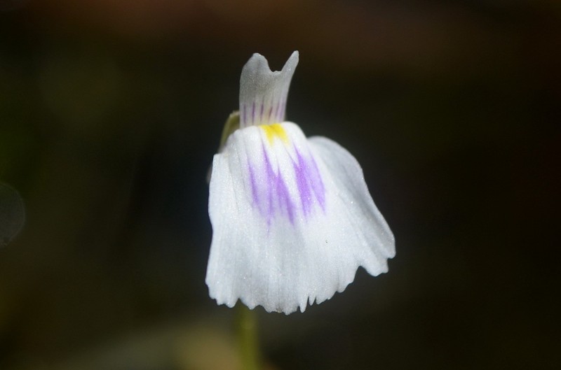 Utricularia hamata