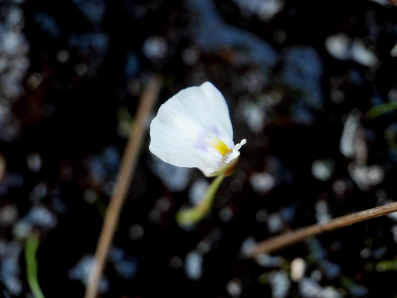 Utricularia hamata photo 2
