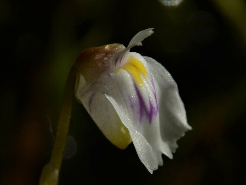 Utricularia hamata photo 3