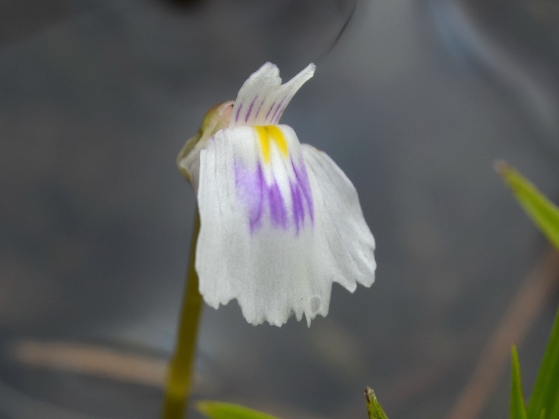 Utricularia hamata photo 6
