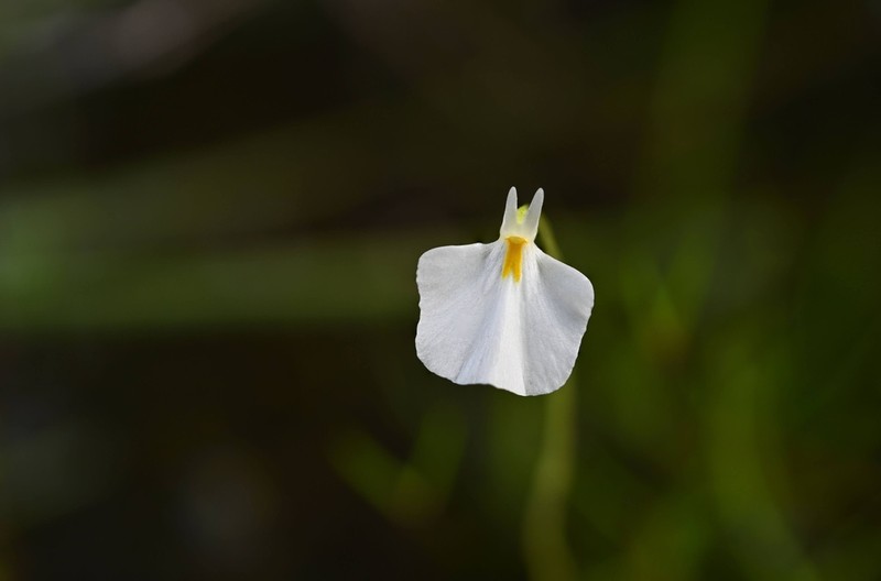 Utricularia hamiltonii