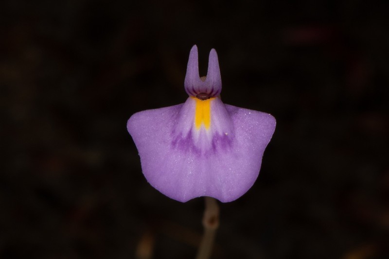Utricularia hamiltonii photo 2