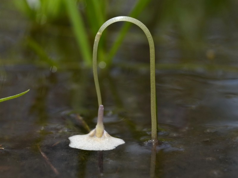 Utricularia hamiltonii photo 3