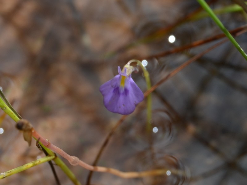 Utricularia hamiltonii photo 4