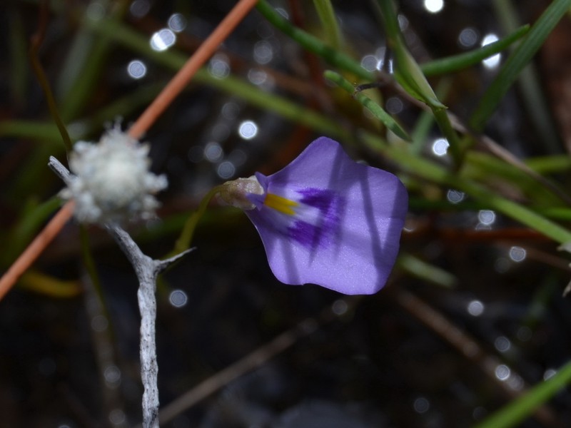 Utricularia hamiltonii photo 5