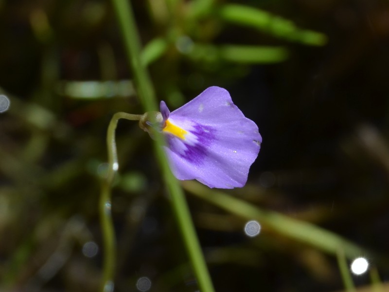 Utricularia hamiltonii photo 6