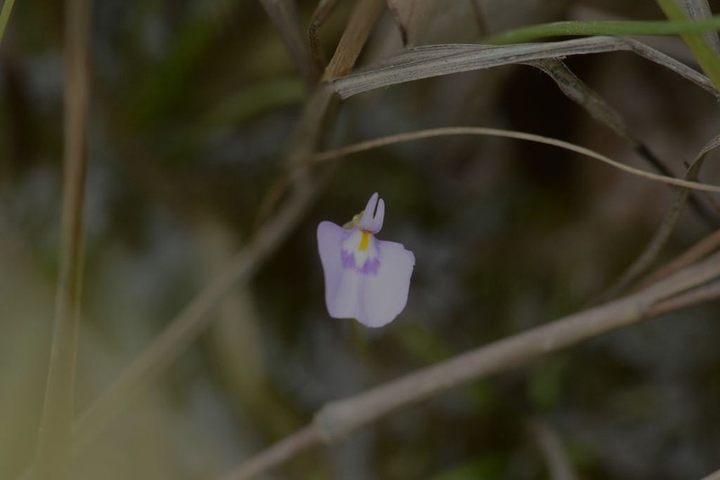Utricularia hamiltonii photo 7