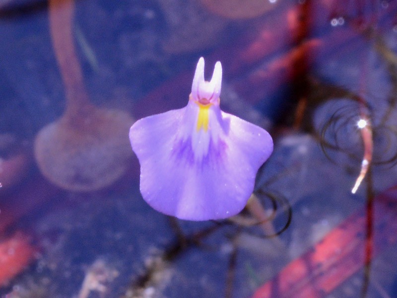 Utricularia hamiltonii photo 8
