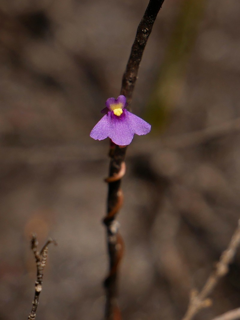 Utricularia helix