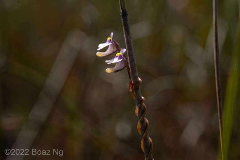 Utricularia helix photo 2