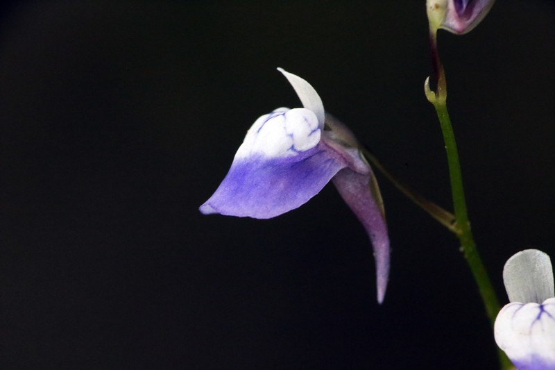 Utricularia heterosepala