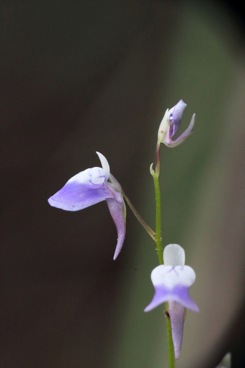 Utricularia heterosepala photo 2