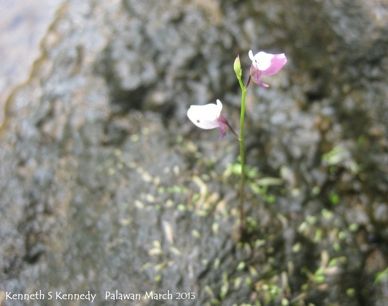Utricularia heterosepala photo 3
