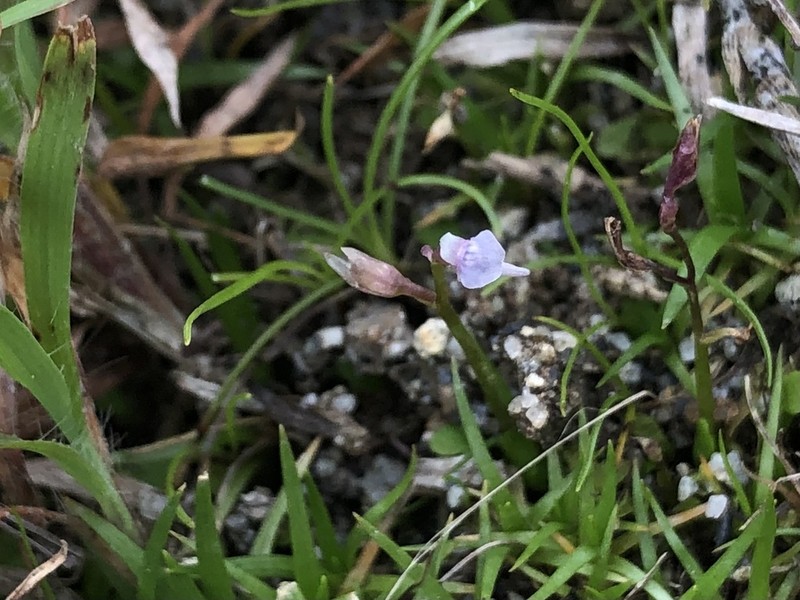 Utricularia heterosepala photo 4