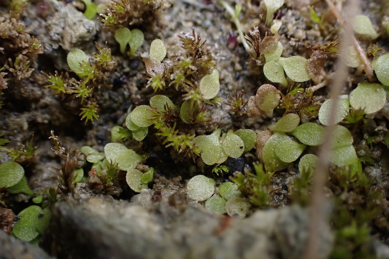 Utricularia heterosepala photo 5