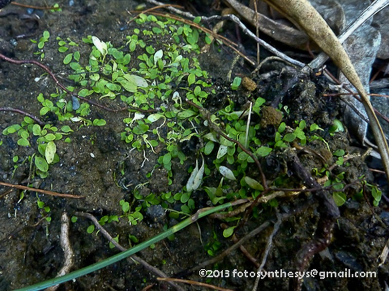 Utricularia heterosepala photo 6