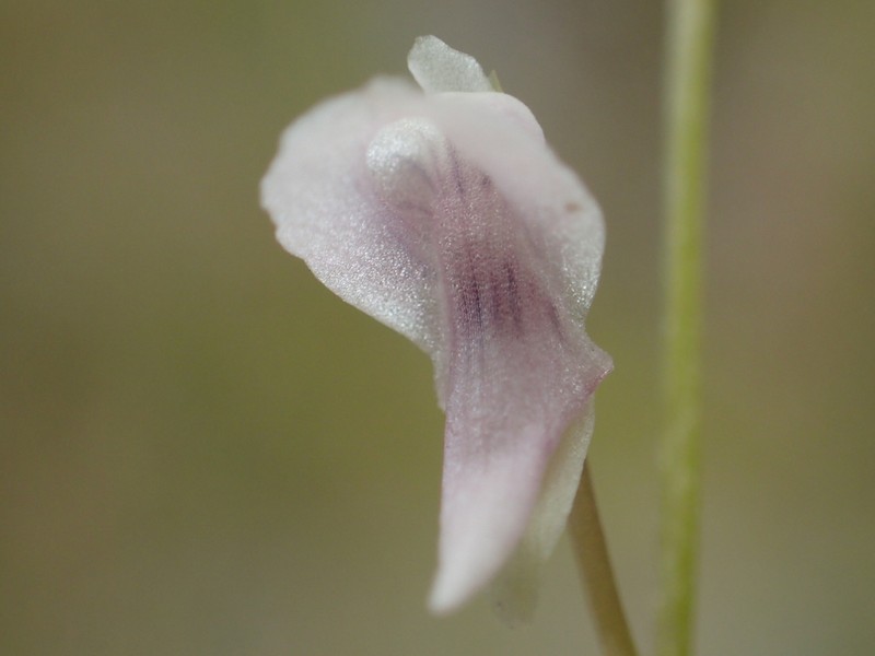 Utricularia heterosepala photo 7