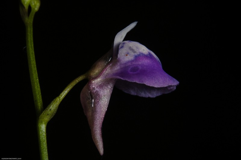 Utricularia heterosepala photo 8