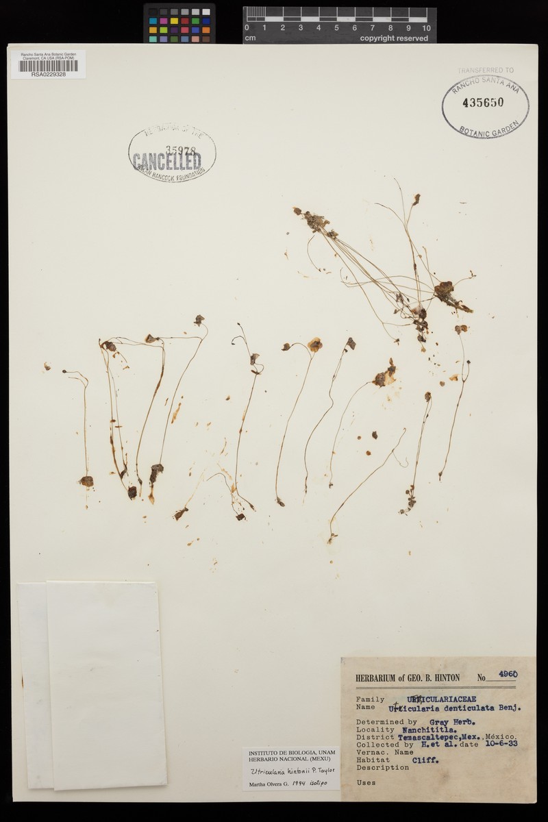Utricularia hintonii