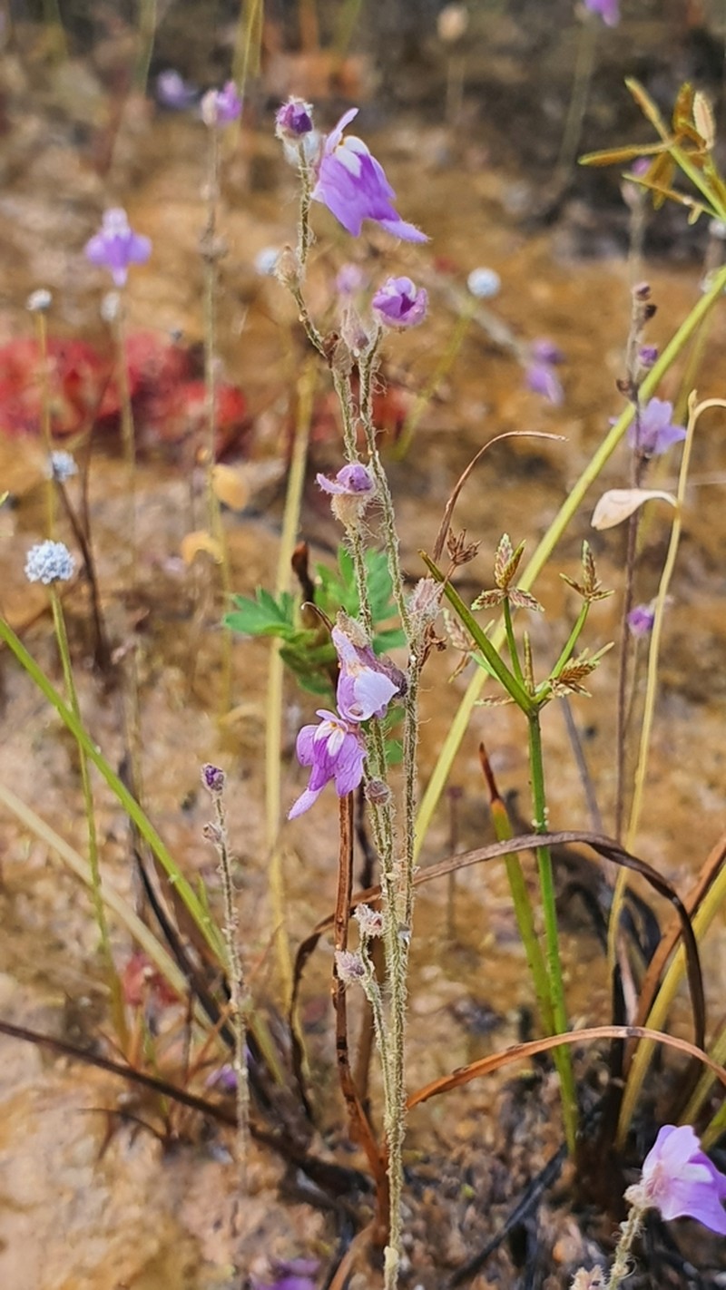 Utricularia hirta
