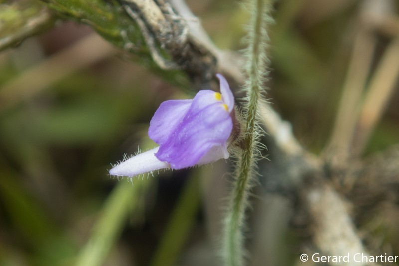 Utricularia hirta photo 2