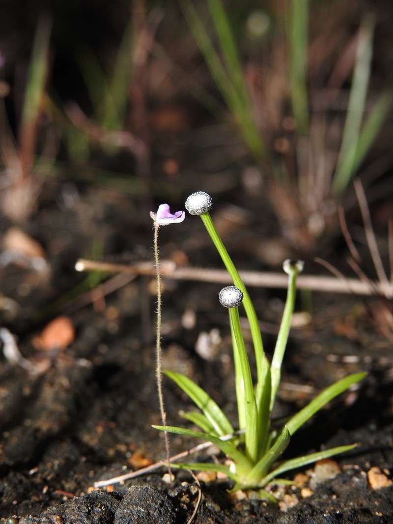 Utricularia hirta photo 3