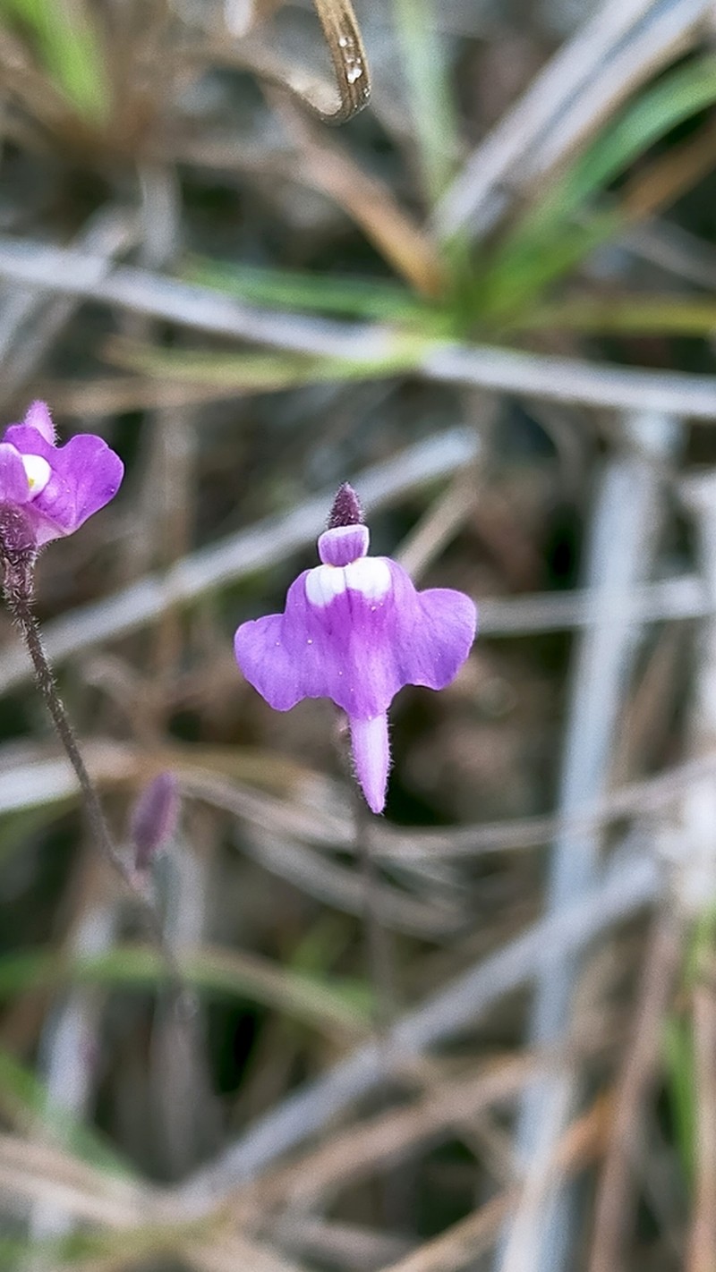 Utricularia hirta photo 4