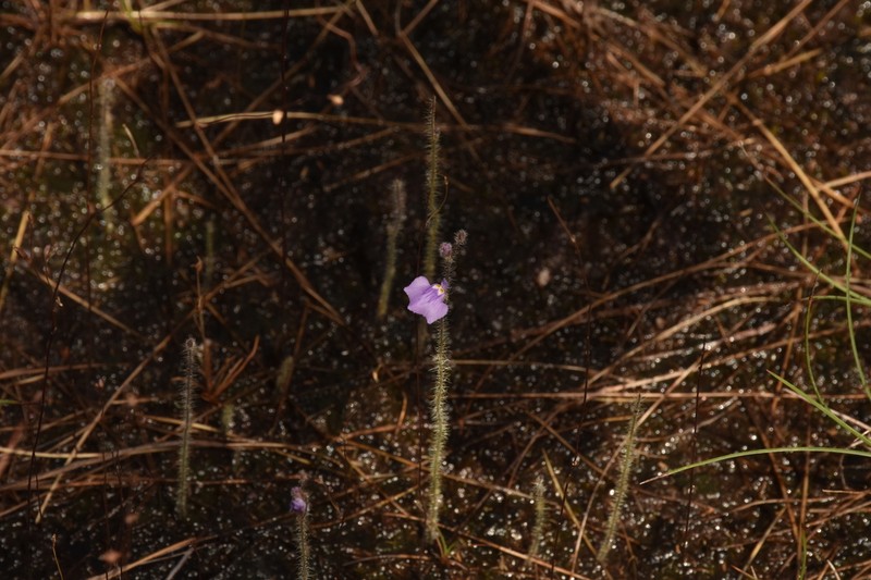 Utricularia hirta photo 5