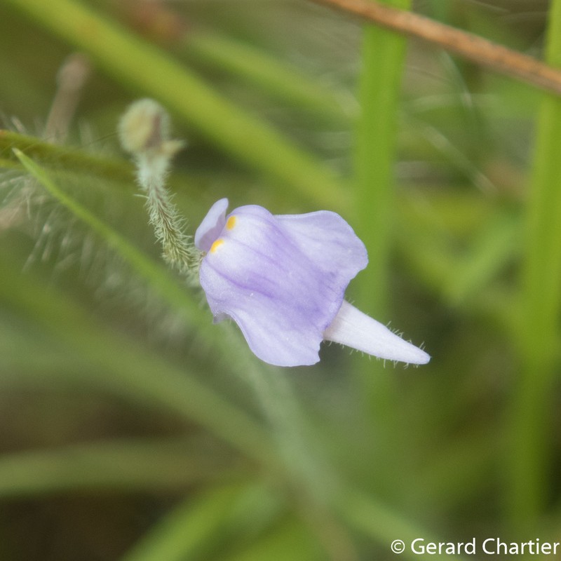 Utricularia hirta photo 6