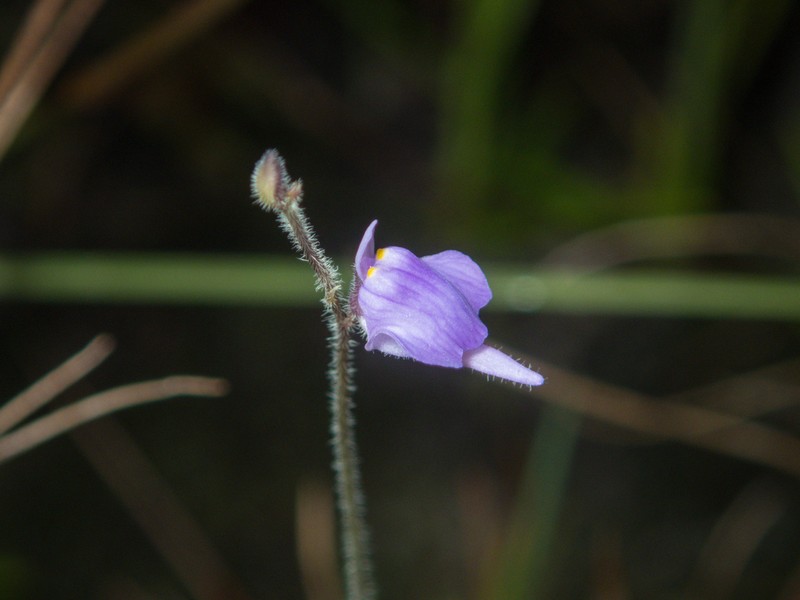 Utricularia hirta photo 7