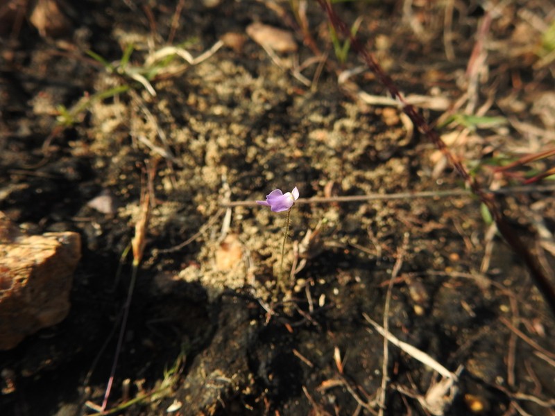 Utricularia hirta photo 8