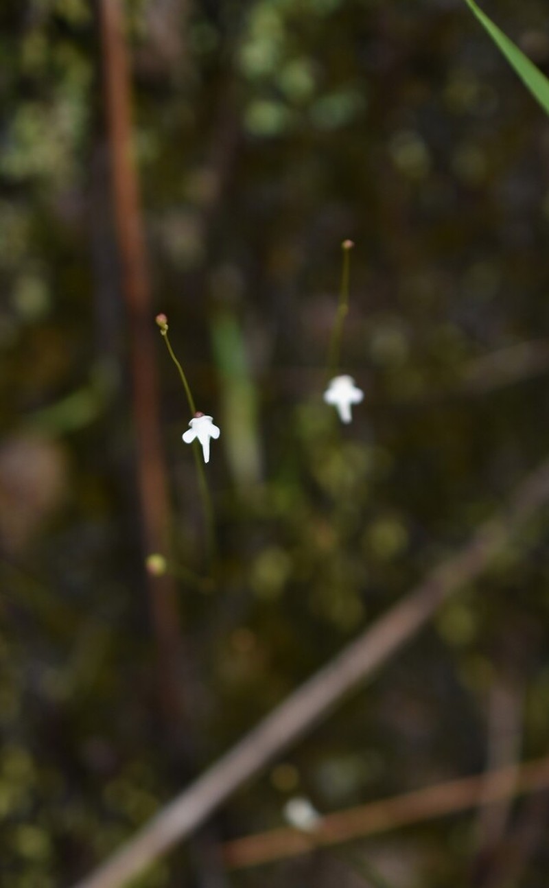 Utricularia hirtella