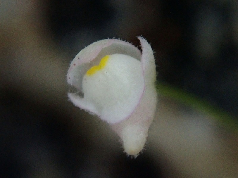 Utricularia hirtella photo 2