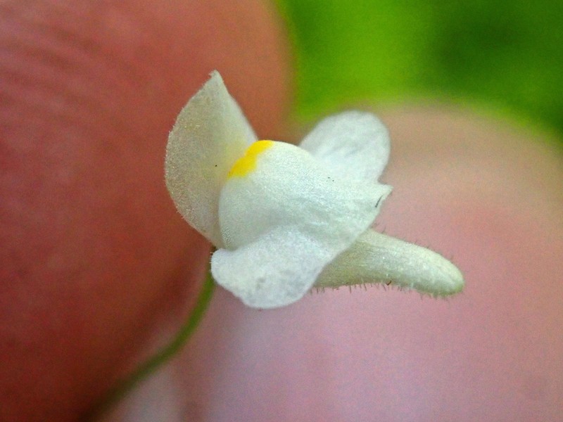 Utricularia hirtella photo 3