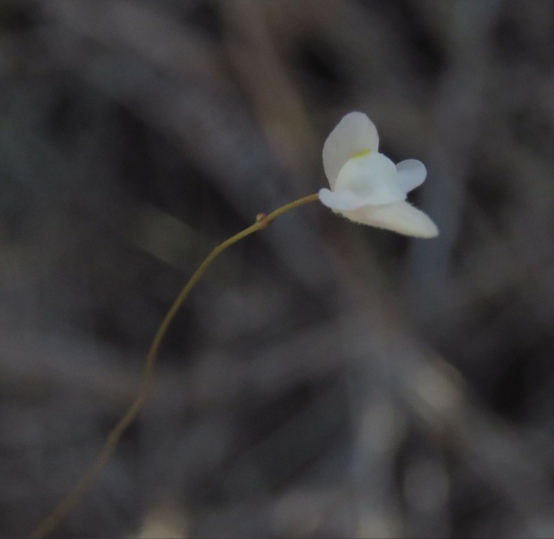 Utricularia hirtella photo 4