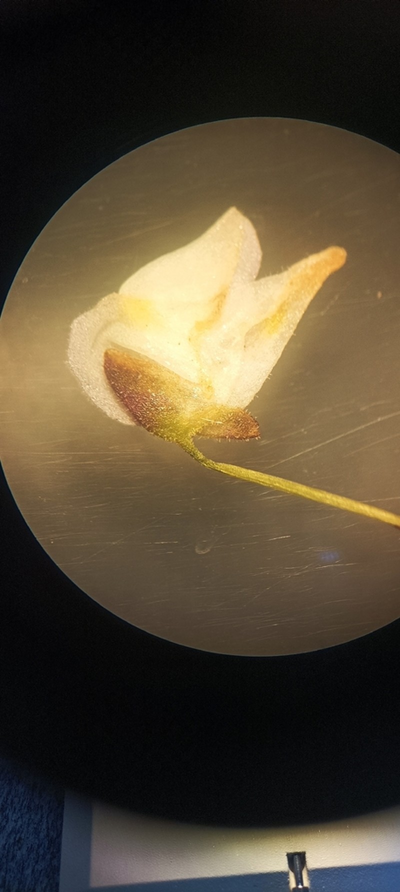 Utricularia hirtella photo 5