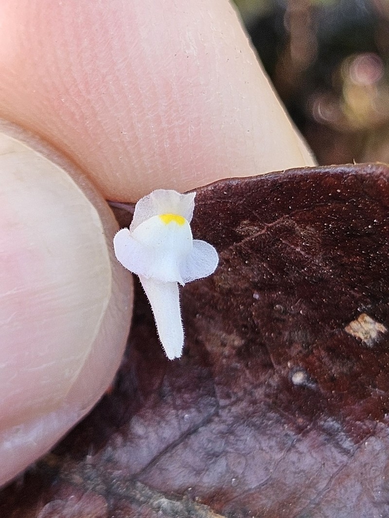 Utricularia hirtella photo 6
