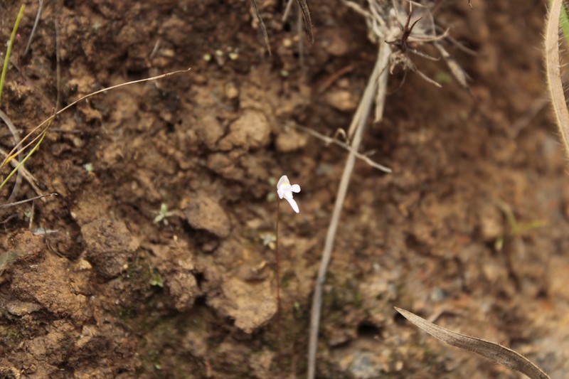 Utricularia hirtella photo 7