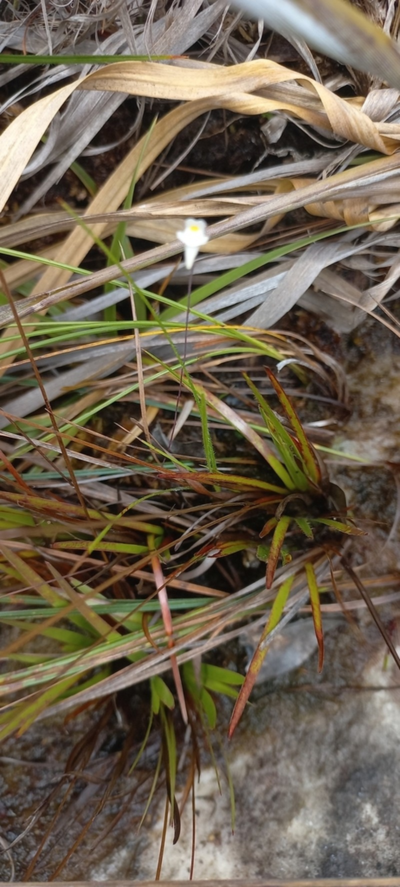Utricularia hirtella photo 8