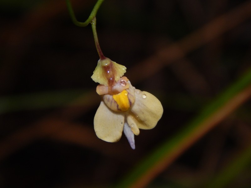 Utricularia hispida photo 2
