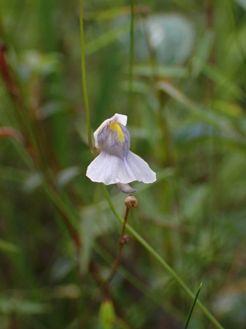 Utricularia hispida photo 3